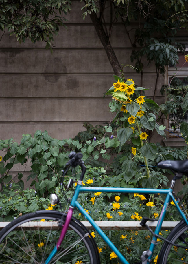 Fahrrad vor gelben Blumen und Hausfassade